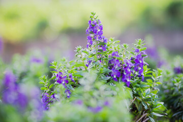 art blooming flower meadow in summer on sunset sky background. Beautiful summertime Forget Me Not floral background;