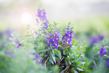 art blooming flower meadow in summer on sunset sky background. Beautiful summertime Forget Me Not floral background;