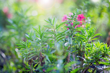 art blooming flower meadow in summer on sunset sky background. Beautiful summertime Forget Me Not floral background;