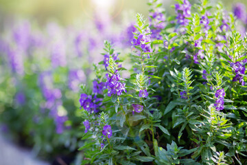 art blooming flower meadow in summer on sunset sky background. Beautiful summertime Forget Me Not floral background;