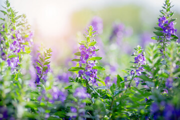 art blooming flower meadow in summer on sunset sky background. Beautiful summertime Forget Me Not floral background;
