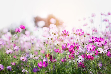 Cosmos flower blossom in garden.