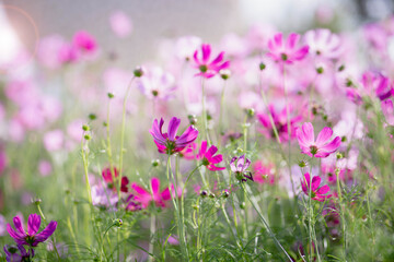 Cosmos flower blossom in garden.