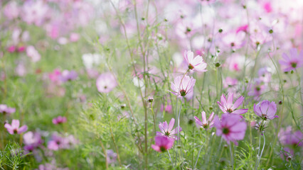 Cosmos flower blossom in garden.