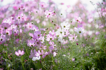 Cosmos flower blossom in garden.