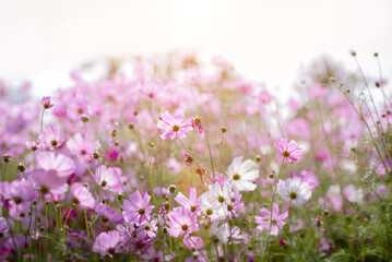 Cosmos flower blossom in garden.