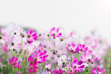 Cosmos flower blossom in garden.