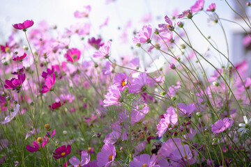 Cosmos flower blossom in garden.