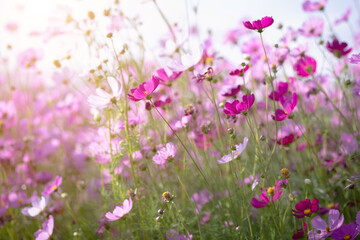 Cosmos flower blossom in garden.