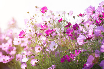 Fototapeta premium Cosmos flower blossom in garden.
