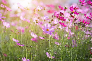 Cosmos flower blossom in garden.