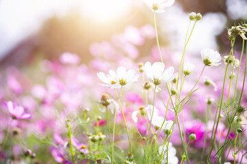 Cosmos flower blossom in garden.