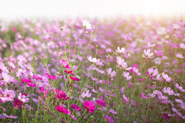 Fototapeta premium Cosmos flower blossom in garden.