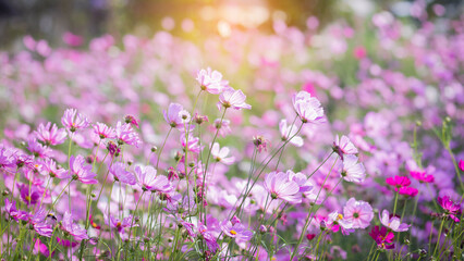 Cosmos flower blossom in garden.