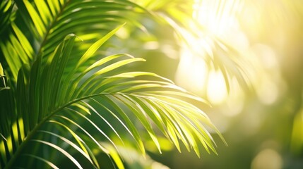 Obraz premium Green palm leaves sunlight