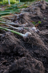 harvesting garlic in autumn