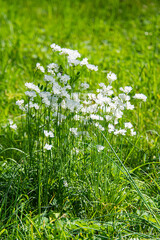 Somme wild white flowers in the grass field in the spring