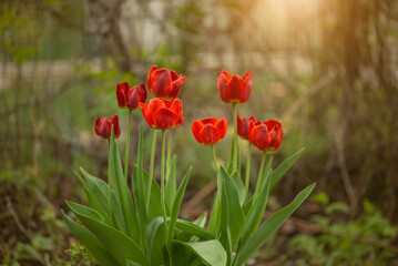 Red tulips in sunlight in the garden, selective focus