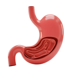 3D render of a human stomach. Detailed anatomy. 3d rendering isolated on white background. Cartoon plastic style
