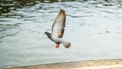 Pigeon Flying Over Water: Close-up Gray, Gray Plumage, Urban Bird in Flight, City Wildlife  Urban Wildlife, Soaring Pigeon, Water Background, Wingspan, Detail of Feathers  City