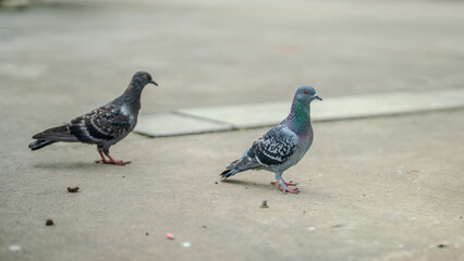 Two Pigeons Walking on Concrete Ground: Urban Birds, City Wildlife, Gray Plumage, Red Feet, Wildlife Photography, Outdoor Scene