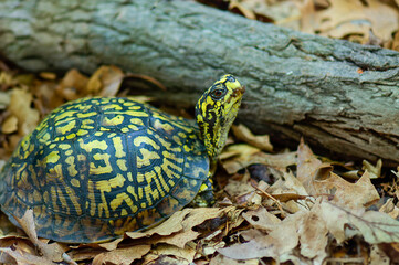 close up of an eastern box turtle in the forest