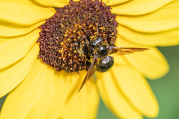 ひまわりに訪れたハチ