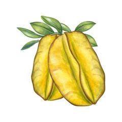 Two ripe yellow green carambolas on a branch with leaves watercolor illustration isolated background. Tropical starfruit for food packaging, healthy juice labels, restaurant menus, and culinary book