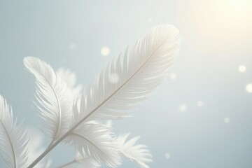 Naklejka premium Soft, ethereal white feathers against pure backdrop, photography, holy, feather
