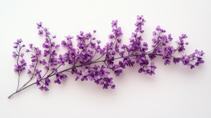 Naklejka premium Beautifully vibrant purple flower blossoms on branches in a flat lay nature photography composition Delicate floral design with natural organic elements for elegant feminine and romantic aesthetic