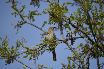 Brown thrasher bird on a branch