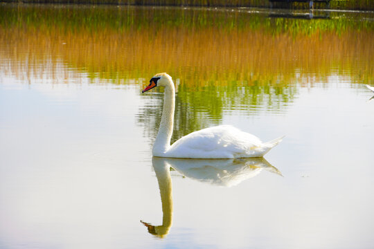 swan on the lake