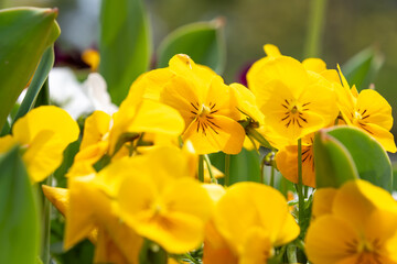 黄色いパンジーのクローズアップ