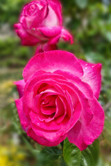 roses rouges sur fond de feuillage
