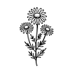 Hand-Drawn Illustration of Chamomile Flowers with Leaves for Blogs, Art Prints, Educational Resources, Nature Awareness, and Wellness Content  