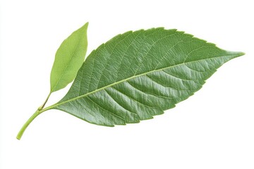 Obraz premium Close-up of a vibrant green leaf and a smaller new leaf on a stem against a white background. Detailed leaf veins are visible