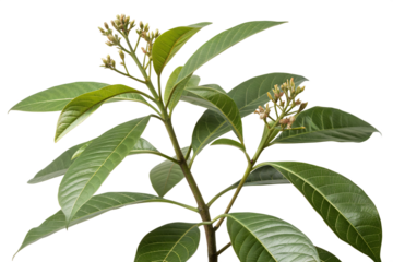 Cinchona isolated on white background