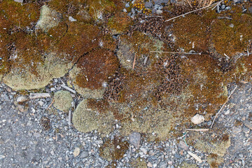 Moss growing on asphalt in the sun in summer in Ukraine
