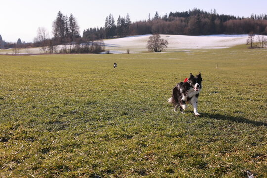 A dog is running in a field with a red collar