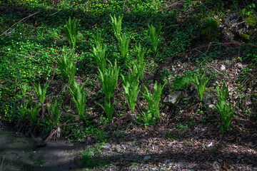 Beautiful decorative ferns on a slope near the water.
