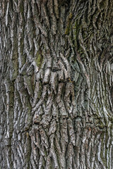 Very old oak tree bark texture close-up