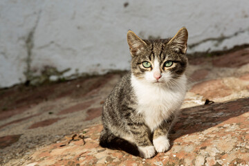 Cachorro de gatito sentado en la calle.