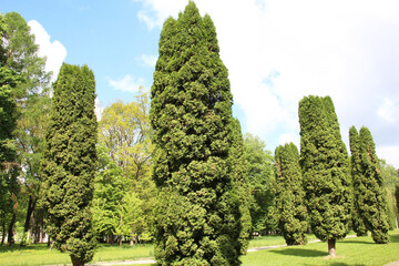 Thuja western (Thuja occidentalis) is used in landscape design