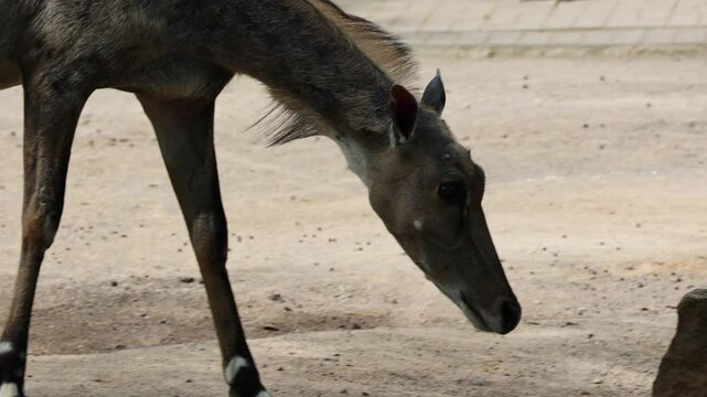 Nilgai (Boselaphus tragocamelus) Female Nilgai is the largest antelope in Asia.