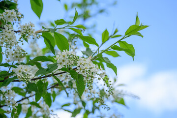 White flowers on a dogwood tree.
