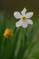 Fototapeta premium White daffodil flower with yellow center and faded bloom in the background. 