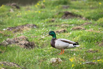 Mallard duck, Anas platyrhynchos, single male on grass near the pond