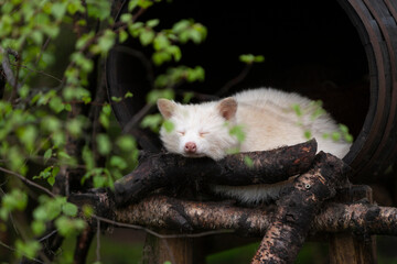 North American Raccoon (Procyon lotor) albino portrait sleeping close up.
