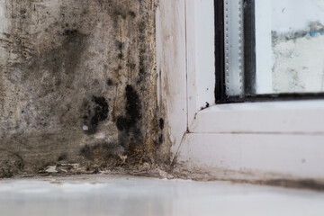 Mold fungus and moist on a plastic window