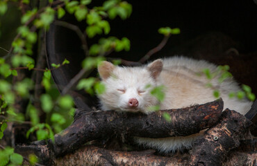 North American Raccoon (Procyon lotor) albino portrait sleeping close up
